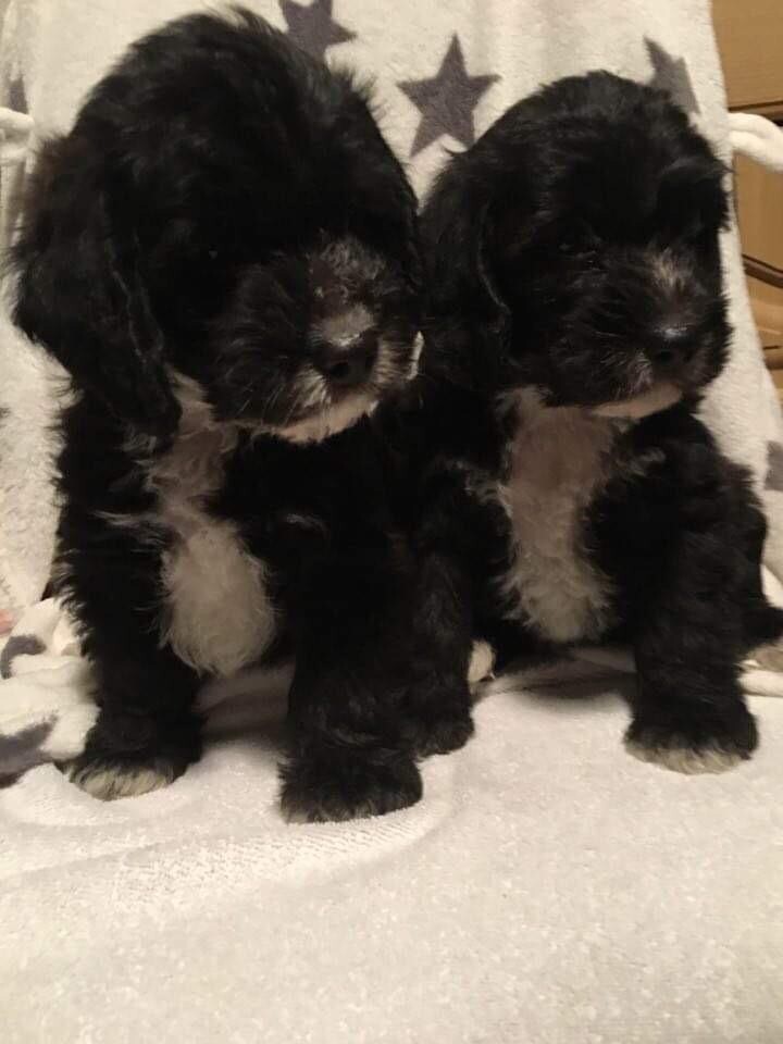 gumtree poodle cross